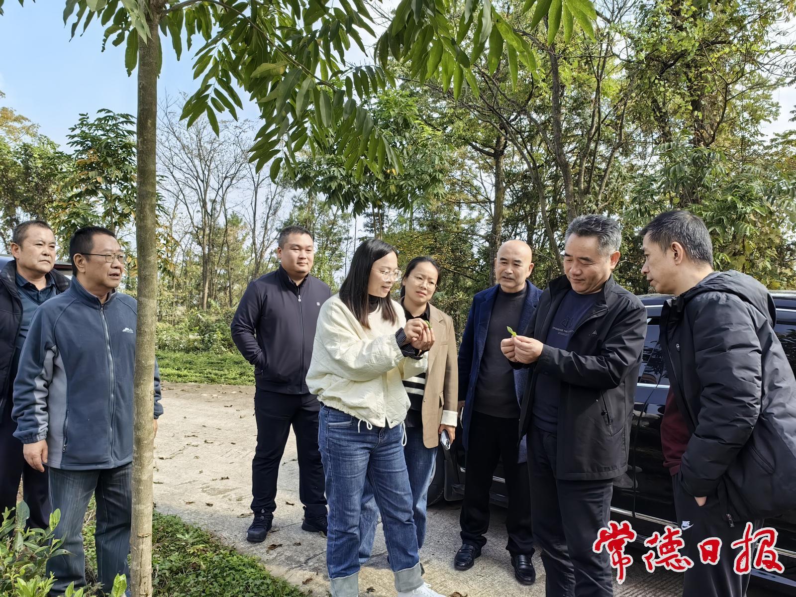 政企聯(lián)合赴石門縣勝利村調(diào)研產(chǎn)業(yè)幫扶工作